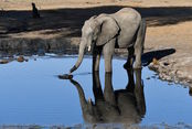 expedition Botswana´19 . 22 jun al 6 jul (Sudafric...